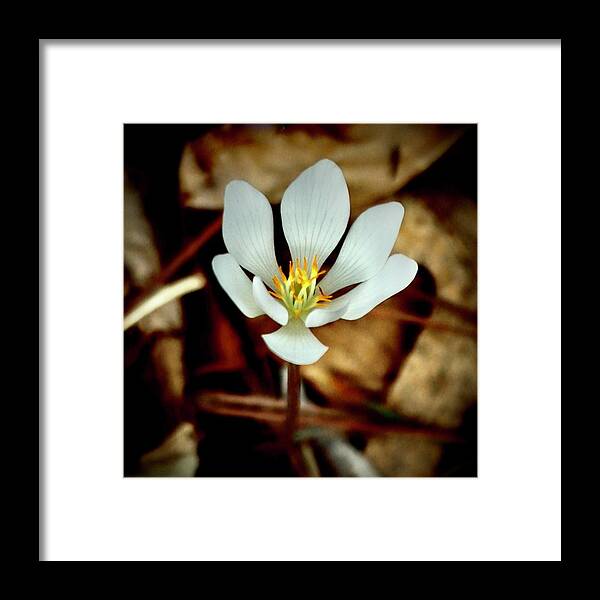 Bloodroot Framed Print featuring the photograph Bloodroot by Sarah Lilja