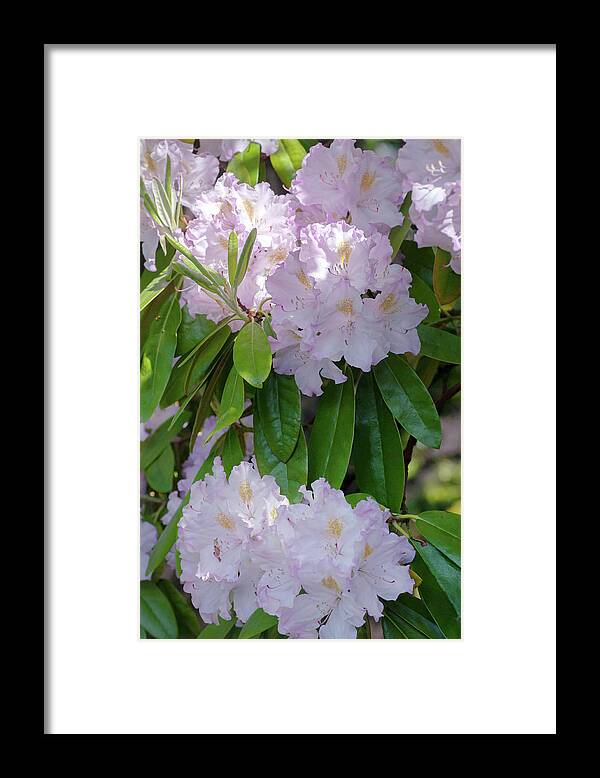 Jenny Rainbow Fine Art Photography Framed Print featuring the photograph Bloom Of Rhododendron Album Novum 1 by Jenny Rainbow