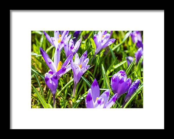 Grass Framed Print featuring the photograph Blooming crocus flowers by Yuriy Semak / FOAP