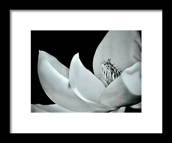 Bloom Framed Print featuring the photograph Blooming Elegance by Sarah Lilja