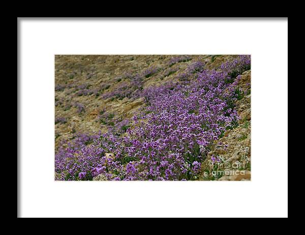 Matthiola Aspera Framed Print featuring the photograph Blooming Purple Matthiola aspera r4 by Yotam Jacobson