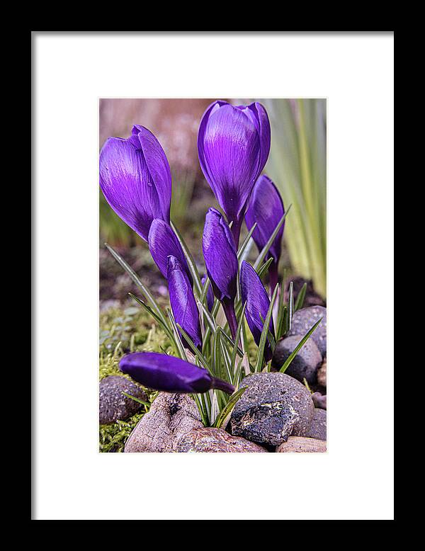 Tulips Framed Print featuring the photograph Blooming Tulips by Sally Bauer