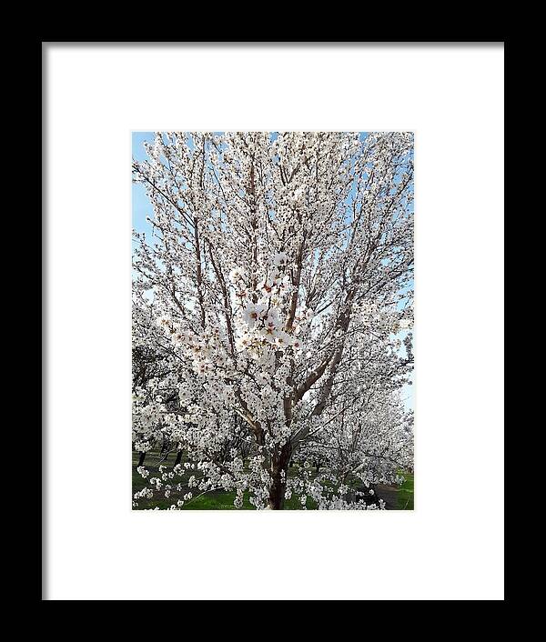 Almond Tree Framed Print featuring the photograph Blossom Burst by Michele Myers