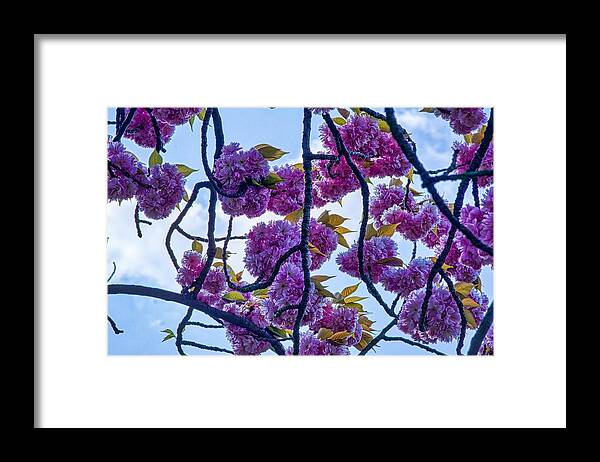 Pink Blossom Framed Print featuring the photograph Blossom In Regents Park by Raymond Hill