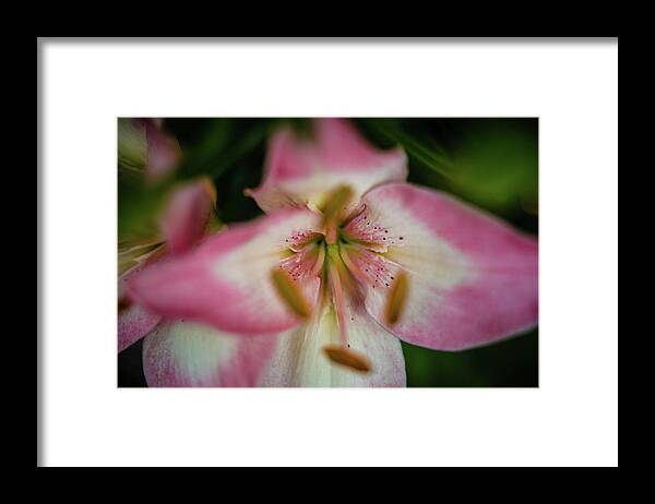  Framed Print featuring the photograph Blossuming by Nicole Engstrom