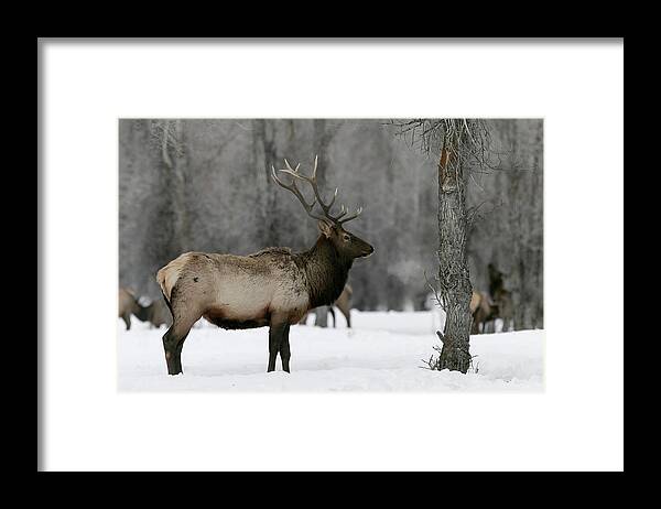 Elk Framed Print featuring the photograph Blowing off Steam by Ronnie And Frances Howard
