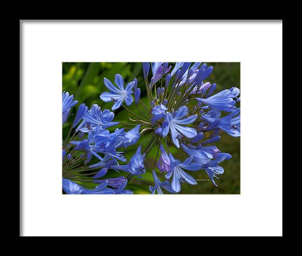 Botanical Framed Print featuring the photograph Blue Agapanthus by Richard Thomas