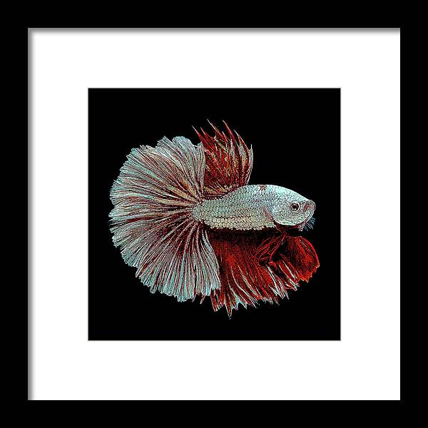 White Framed Print featuring the painting White and Red Betta Splendens, Siamese Fighting Fish by Custom Pet Portrait Art Studio
