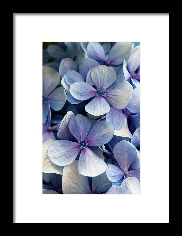 Background Framed Print featuring the photograph Blue and purple hydrangea flowers by Jean-Luc Farges
