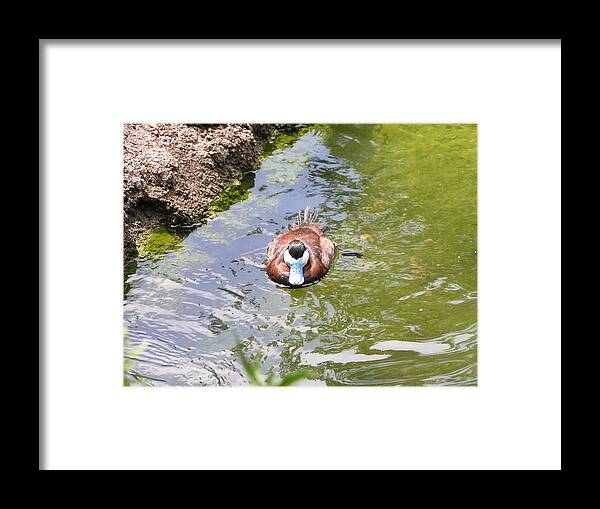 Blue-billed Duck Framed Print featuring the photograph Blue-billed Duck by Heather E Harman