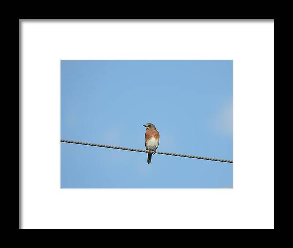 Blue Bird Framed Print featuring the photograph Blue Bird on a Wire by Amanda R Wright