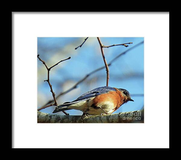 Nature Framed Print featuring the photograph Blue Bird51 by Lizi Beard-Ward