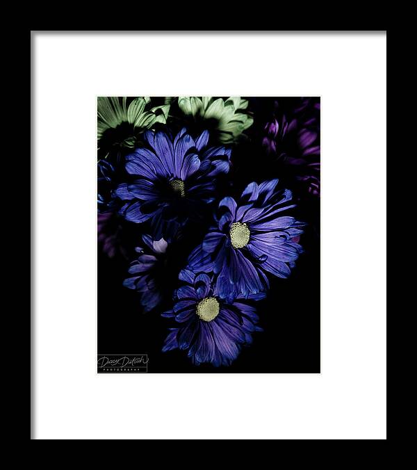 Blue Flowers Framed Print featuring the photograph Blue Chrysanthemum by Darcy Dietrich