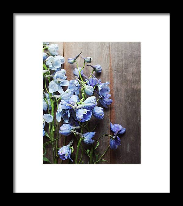Flowers Framed Print featuring the photograph Blue Delphiniums by Lupen Grainne