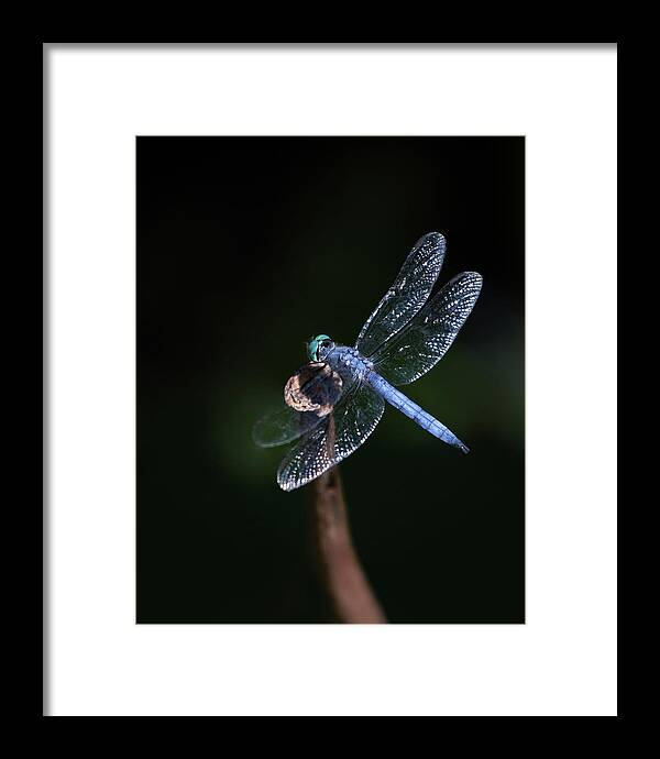 Blue Framed Print featuring the photograph Blue Dragonfly by Gary Geddes