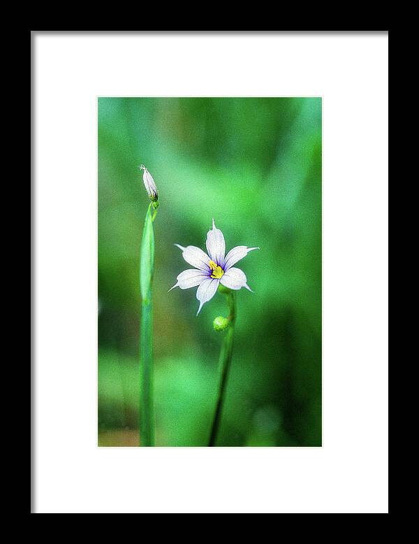 Sisrinchium Angustifolium Framed Print featuring the photograph Blue-Eyed Grass by James C Richardson