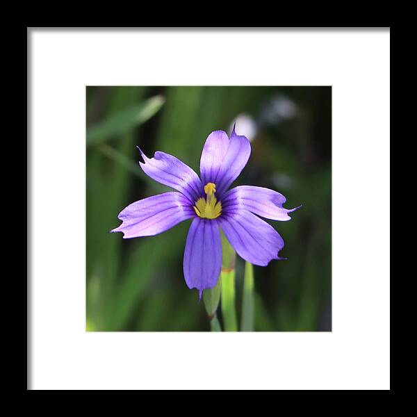 Blue-eyed Grass Framed Print featuring the photograph Blue-Eyed Grass by Perry Hoffman