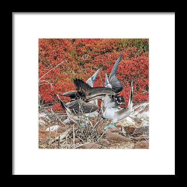 Animals In The Wild Framed Print featuring the photograph Blue-footed Boobies courtship dance by Henri Leduc