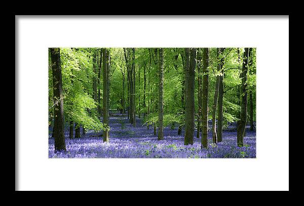 Landscape Framed Print featuring the photograph Blue forest 11 by Remigiusz MARCZAK