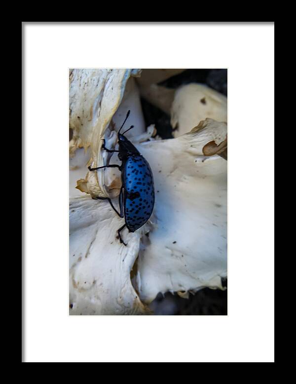 Blue Framed Print featuring the photograph Blue Fungus Beetle on Oyster Mushrooms by Bonny Puckett