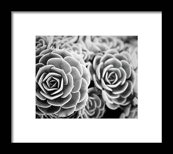 Sedum Framed Print featuring the photograph Blue Garden Black and white version by Lupen Grainne