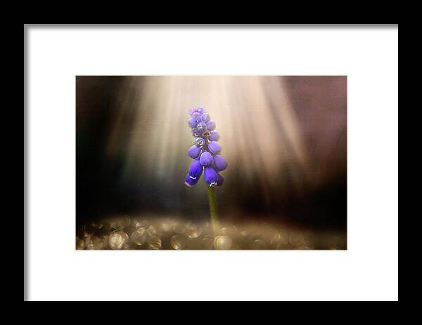 Blue Grape Hyacinth Print Framed Print featuring the photograph Blue Grape Hyacinth Print by Gwen Gibson