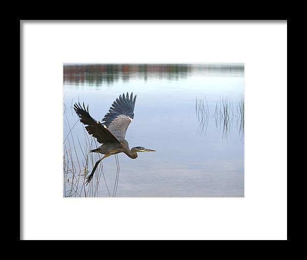 Great Blue Heron Framed Print featuring the photograph Blue Heron 3 by Peter Gray