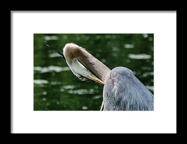 Grand Héron Framed Print featuring the photograph Blue heron close up by Carl Marceau