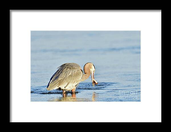 Blue Heron Framed Print featuring the photograph Great Blue Heron with a Fish in the Bill by Amazing Action Photo Video