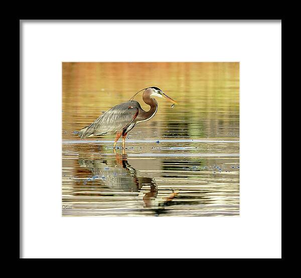Great Blue Herons Framed Print featuring the photograph Blue Heron Fishing by Judi Dressler