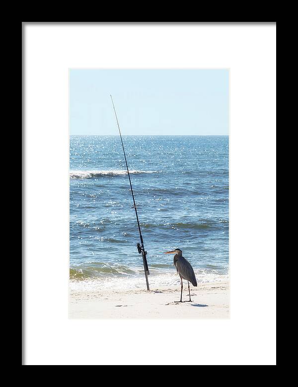 Blue Heron Framed Print featuring the photograph Blue Heron Fishing by Susan Rissi Tregoning
