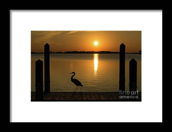Reflection Framed Print featuring the photograph Blue Heron on the Dock at Sunset by Beachtown Views