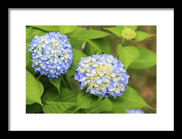 Colors Framed Print featuring the photograph Blue Hydrangea Deux by Tanya Owens
