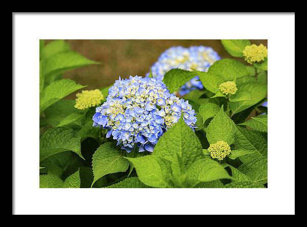 Rhode Island Framed Print featuring the photograph Blue Hydrangea by Tanya Owens