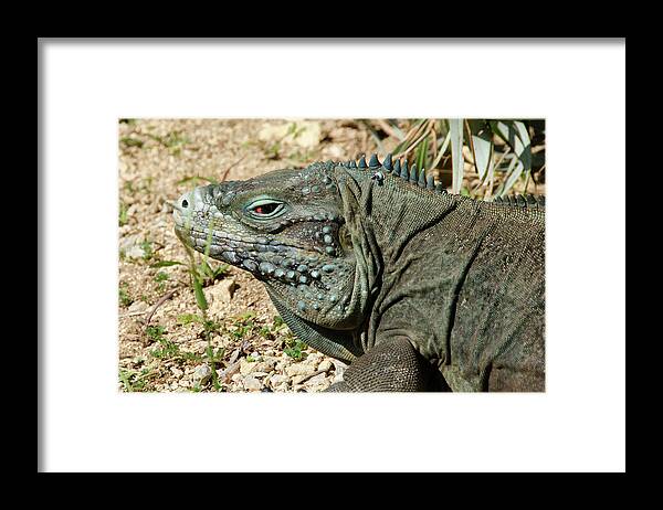 Iguana Framed Print featuring the digital art Blue iguana skank eye by Debra Baldwin