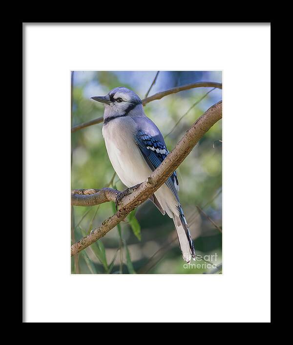 Blue Jay Framed Print featuring the photograph Blue Jay 2 by Chris Scroggins