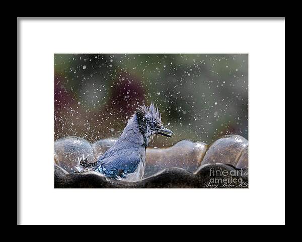 Bird Framed Print featuring the photograph Blue jay bath by Barry Bohn