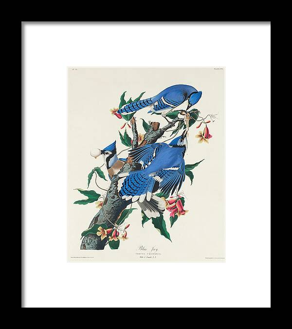 Blue Jay Framed Print featuring the mixed media Blue Jay. John James Audubon by World Art Collective