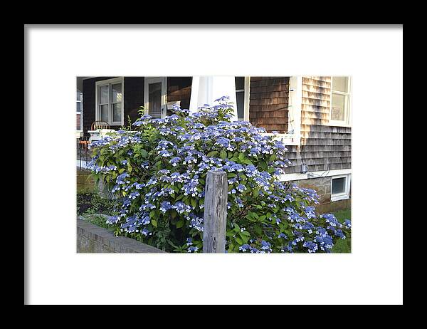 Provincetown Framed Print featuring the photograph Blue Lace Cap Hydrangea by Ellen Koplow