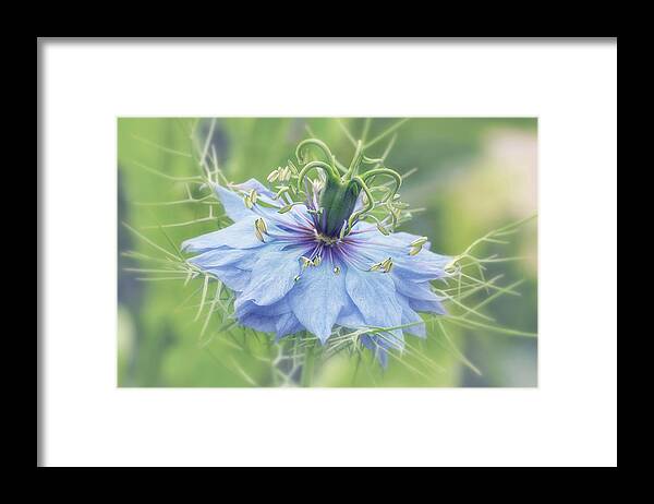 Blue Flower Framed Print featuring the photograph Blue Love in a Mist by Maria Meester