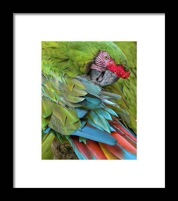 Tim Fitzharris Framed Print featuring the photograph Blue Macaw Preening I by Tim Fitzharris
