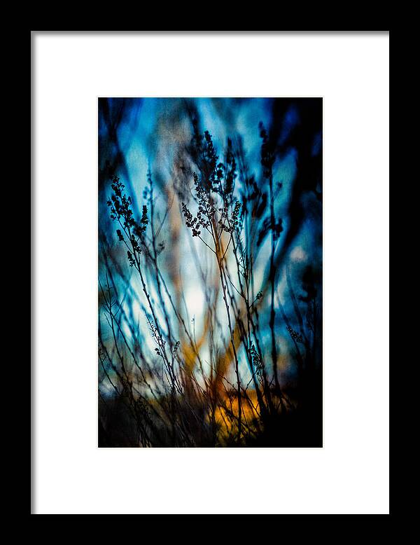 Plant Framed Print featuring the photograph Blue mood by Yasmina Baggili