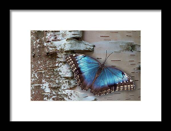 Blue Framed Print featuring the photograph Blue Morpho Butterfly on White Birch Bark by Patti Deters