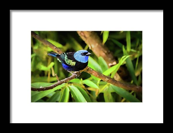 Colombia Framed Print featuring the photograph Blue Necked Tanager Don Yo Villavicencio Meta Colombia by Adam Rainoff