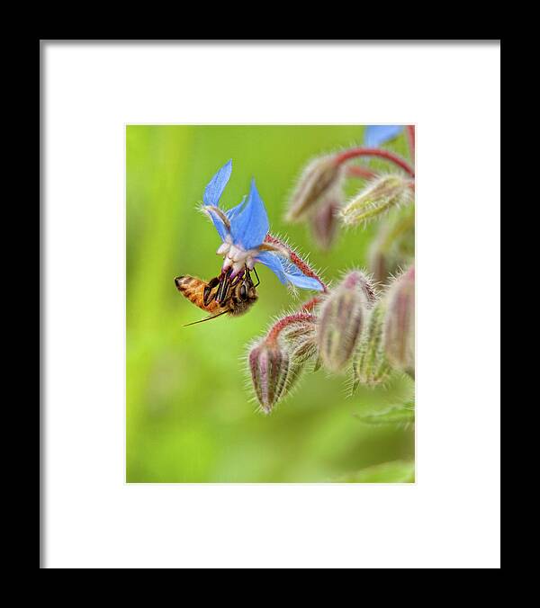Bee Framed Print featuring the photograph Blue Pedal Diner by Neil Shapiro
