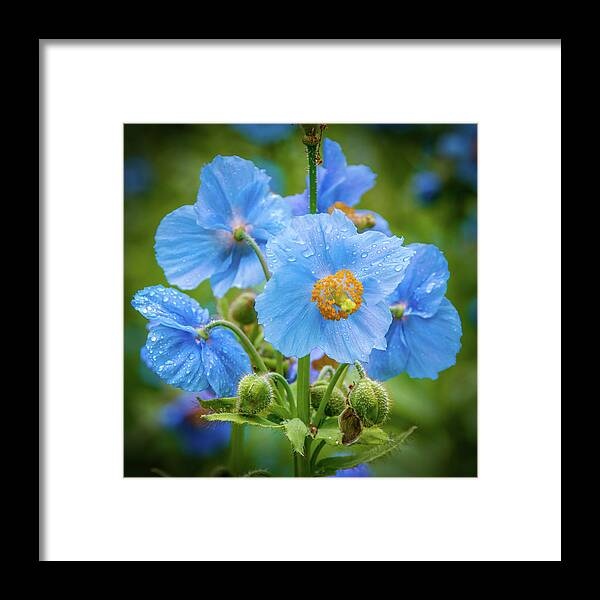 Himalayan Blue Poppies Framed Print featuring the photograph Blue Poppies by Louise Tanguay