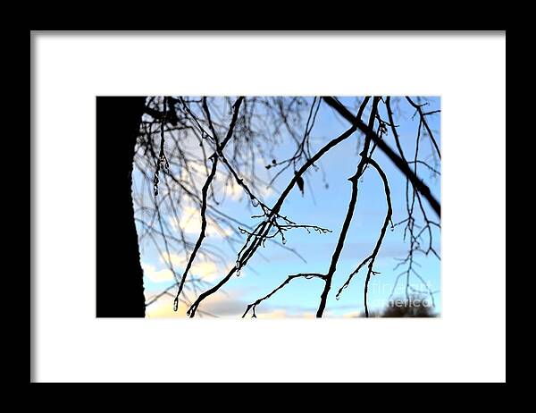 Blue Sky Framed Print featuring the photograph Blue Skies and Black Branches by Expressions By Stephanie