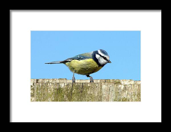 Nature Framed Print featuring the photograph Blue Tit on the Fence by Baggieoldboy