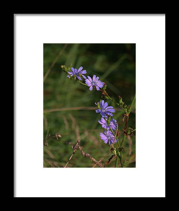 Flower Framed Print featuring the photograph Blue Tyme by Julie Grace