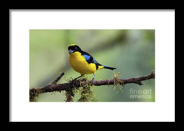 Tanager Framed Print featuring the photograph Blue Winged Mountain Tanager by Ed McDermott
